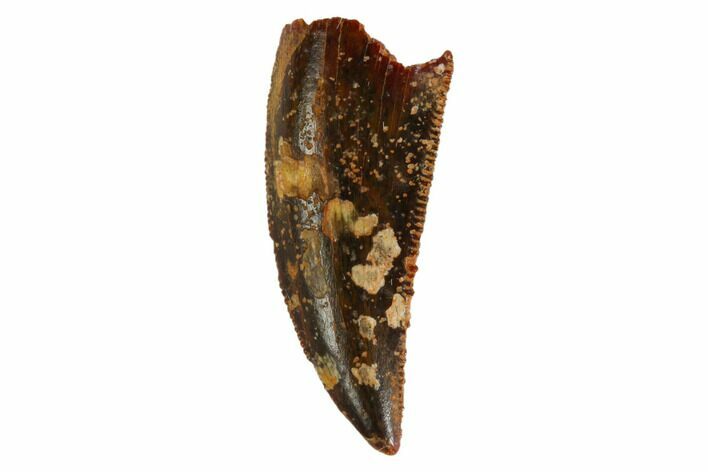 Serrated, Raptor Tooth - Real Dinosaur Tooth #144638